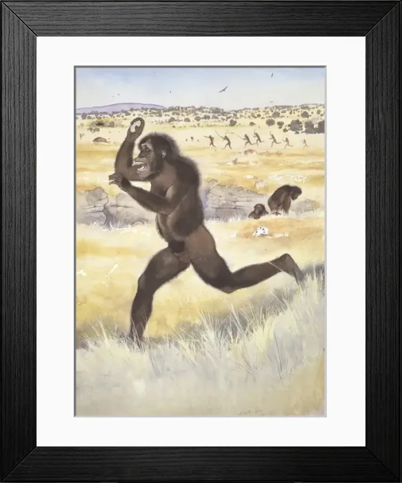 Framed Print : Australopithecus africanus Framed Print : Australopithecus africanus