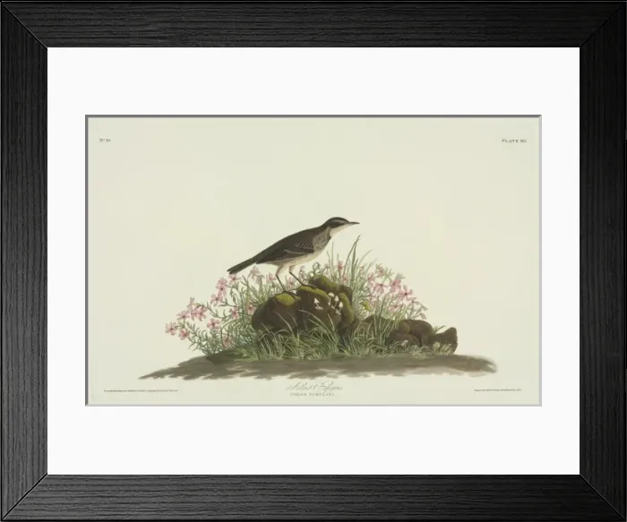 Framed Print : Anthus spinoletta, water pipit Framed Print : Anthus spinoletta, water pipit