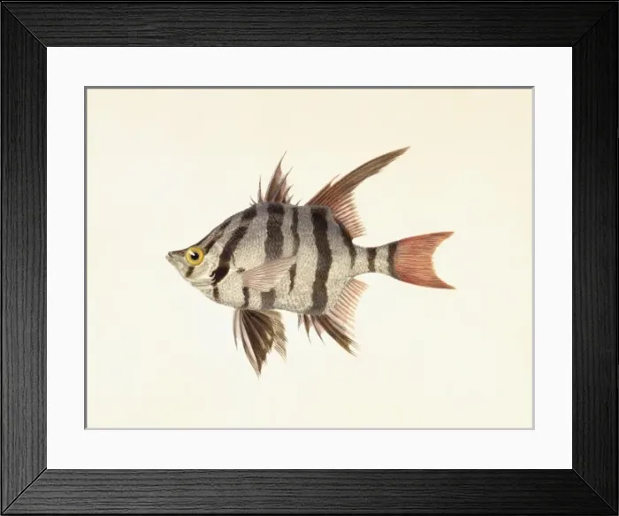 Framed Print : Enoplosus armatus, old wife Framed Print : Enoplosus armatus, old wife