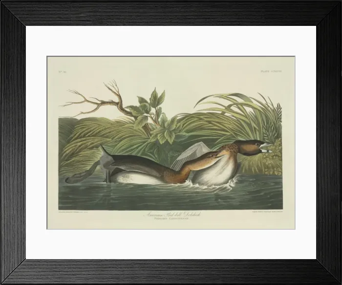 Framed Print : Podilymbus podiceps, pied-billed grebe Framed Print : Podilymbus podiceps, pied-billed grebe