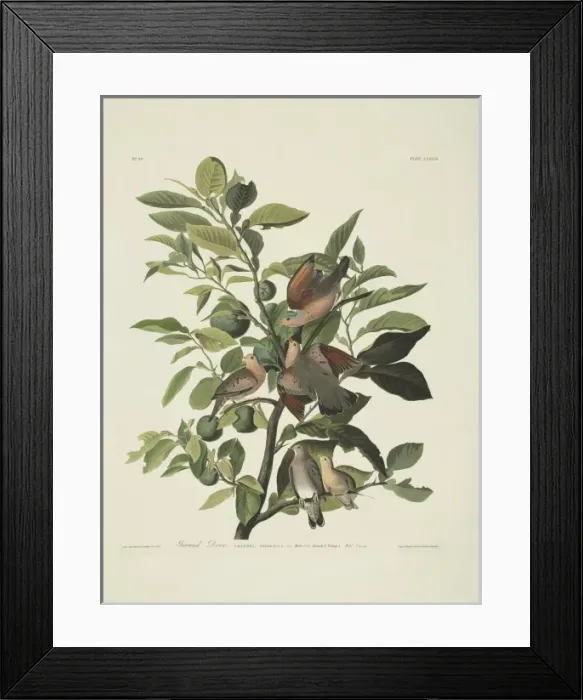 Framed Print : Columbina passerina, common ground dove Framed Print : Columbina passerina, common ground dove