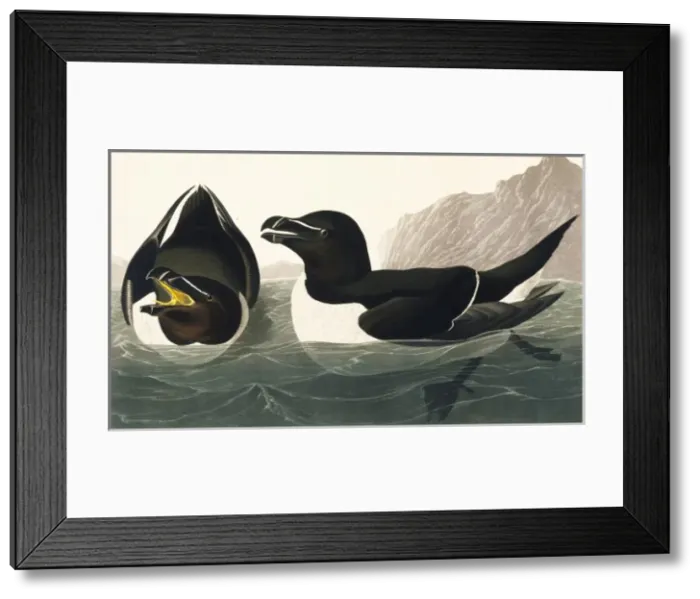 Framed Print : Alca torda, razorbill Framed Print : Alca torda, razorbill