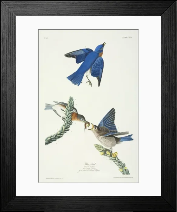 Framed Print : Sialia sialis, eastern bluebird Framed Print : Sialia sialis, eastern bluebird