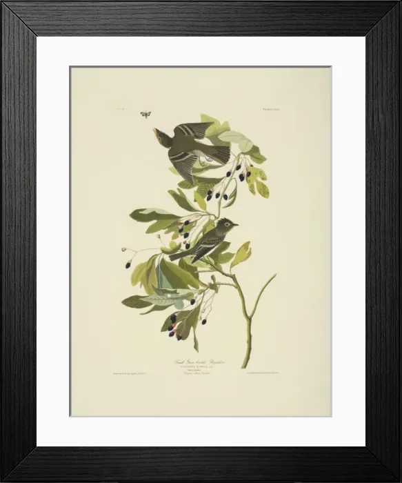 Framed Print : Empidonax virescens, acadian flycatcher Framed Print : Empidonax virescens, acadian flycatcher