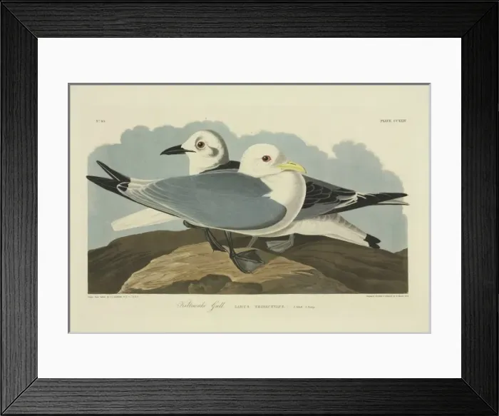 Framed Print : Rissa tridactyla, black-legged kittiwake Framed Print : Rissa tridactyla, black-legged kittiwake