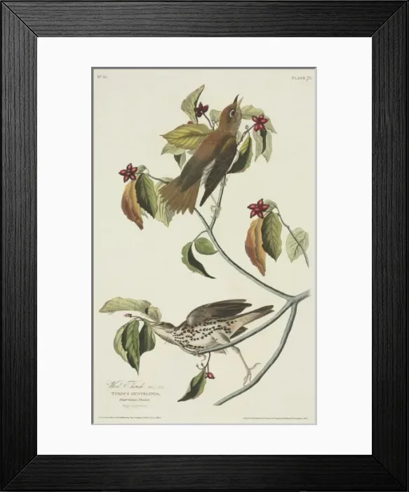 Framed Print : Hylocichla mustelina, wood thrush