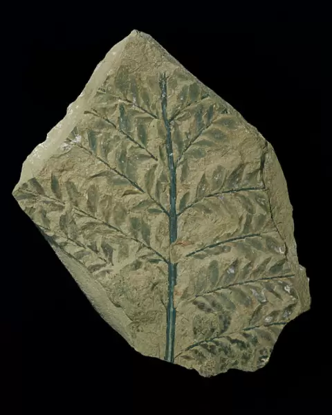 Archaeopteris hibernica, fossil plant