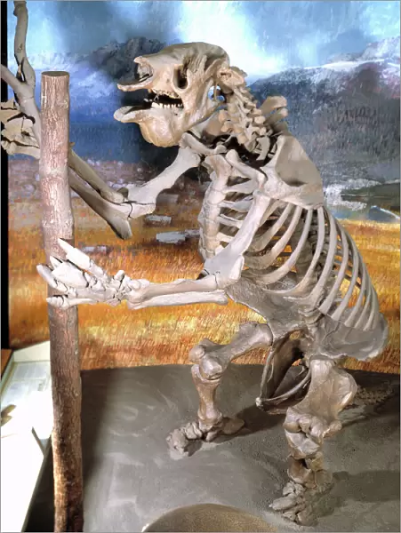 Megatherium, giant ground sloth