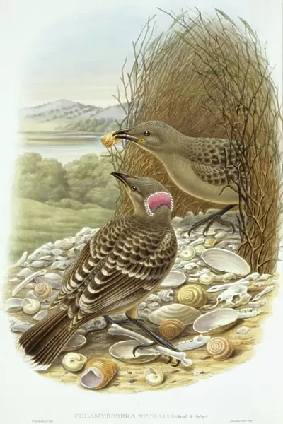 Chlamydera nuchalis, great bowerbird