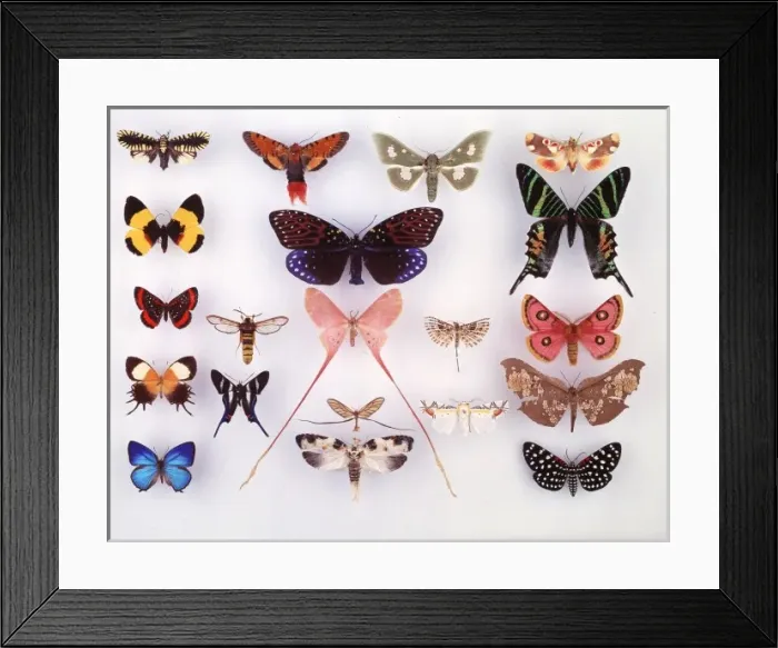 Framed Print : Display of lepidoptera, illustrating variation Framed Print : Display of lepidoptera, illustrating variation