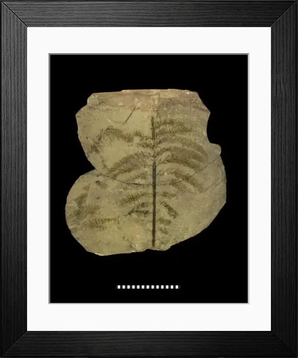 Framed Print : Archaeopteris hibernica, fossilised tree Framed Print : Archaeopteris hibernica, fossilised tree
