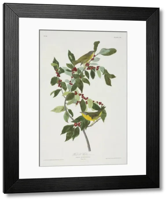 Framed Print : Vermivora ruficapilla, Nashville warbler Framed Print : Vermivora ruficapilla, Nashville warbler