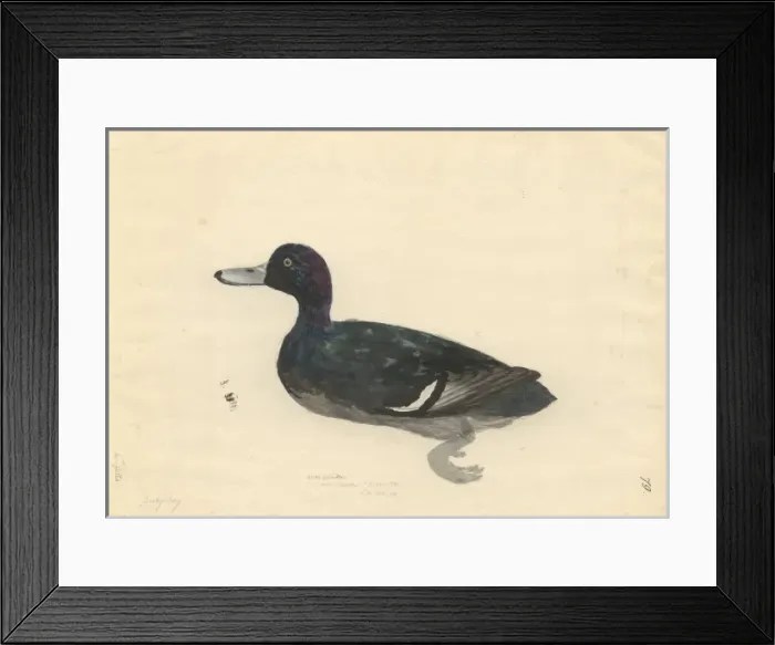 Framed Print : Aythya novaeseelandiae, New Zealand scaup Framed Print : Aythya novaeseelandiae, New Zealand scaup