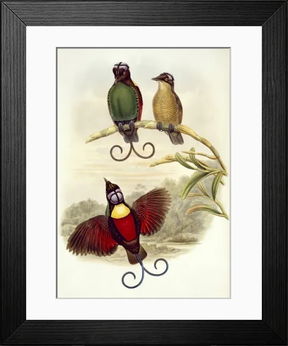Framed Print : Diphyllodes respublica, Wilsons bird-of-paradise Framed Print : Diphyllodes respublica, Wilsons bird-of-paradise