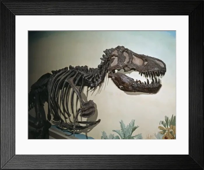 Framed Print : Tyrannosaurus rex Framed Print : Tyrannosaurus rex