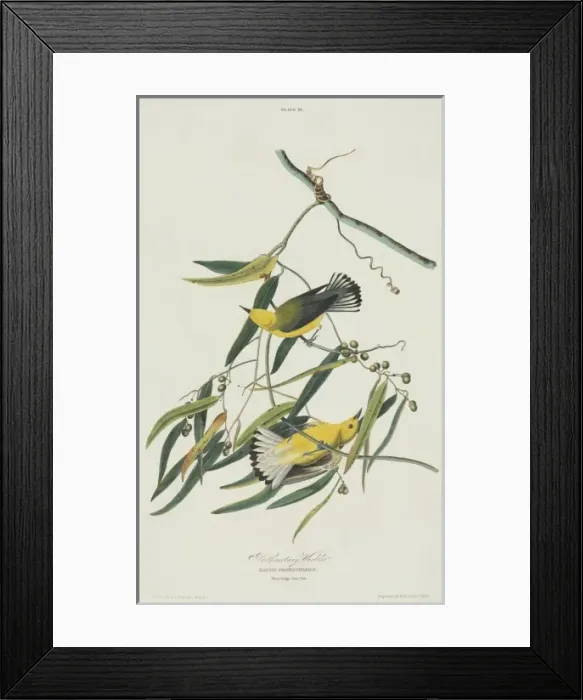 Framed Print : Protonotaria citrea, prothonotary warbler Framed Print : Protonotaria citrea, prothonotary warbler
