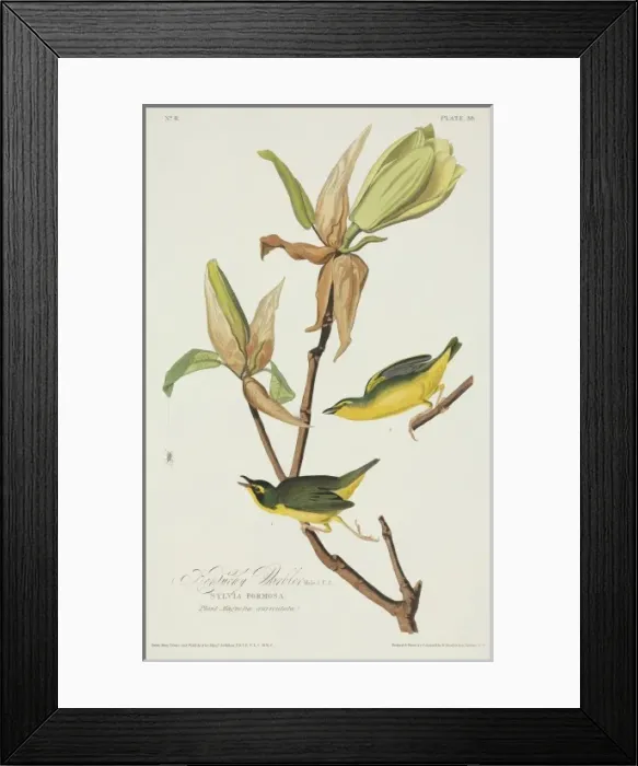 Framed Print : Oporornis formosus, Kentucky warbler Framed Print : Oporornis formosus, Kentucky warbler