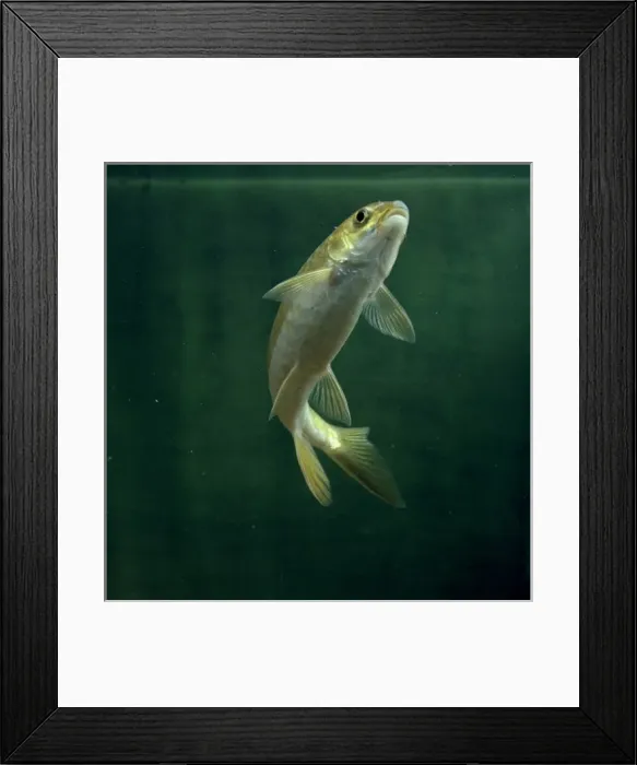 Framed Print : Cyprinus carpio, koi carp Framed Print : Cyprinus carpio, koi carp