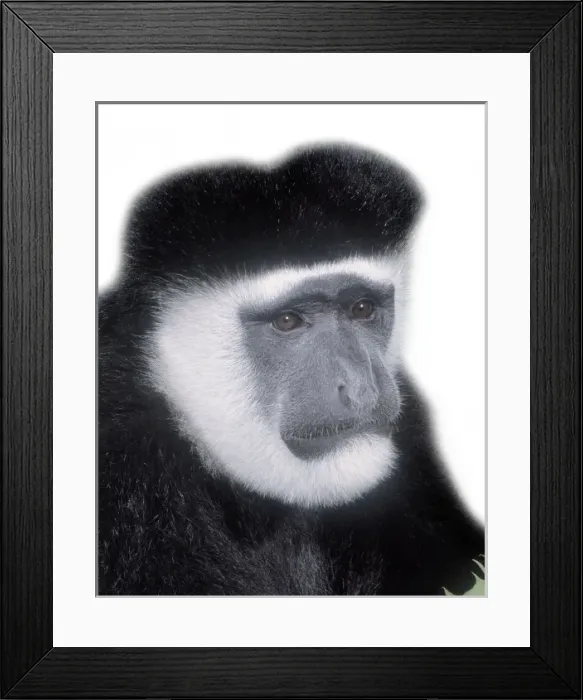 Framed Print : Colobus guereza, guereza Framed Print : Colobus guereza, guereza