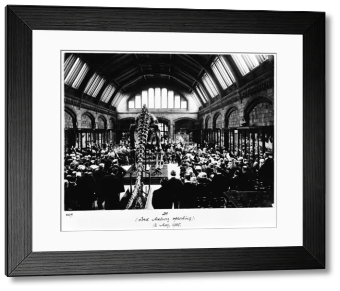 Framed Print : Diplodocus presented to the museum, 1905 Framed Print : Diplodocus presented to the museum, 1905