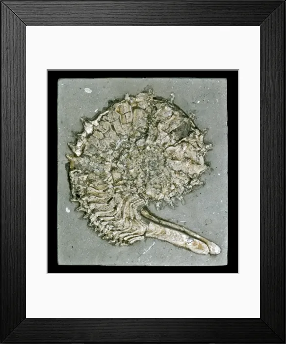 Framed Print : Kosmoceras acutistriatum, ammonite Framed Print : Kosmoceras acutistriatum, ammonite