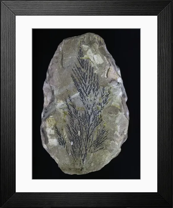 Framed Print : Onychiopis mantelli, fossil fern Framed Print : Onychiopis mantelli, fossil fern