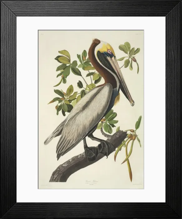 Framed Print : Pelecanus occidentalis, brown pelican Framed Print : Pelecanus occidentalis, brown pelican