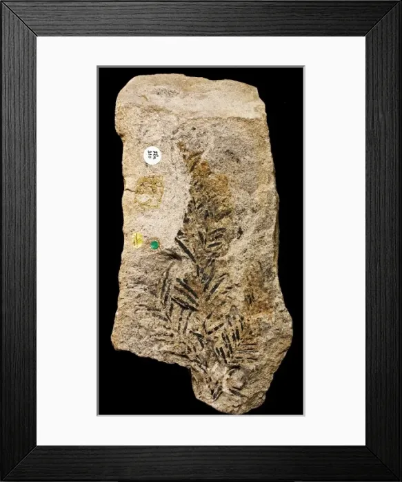 Framed Print : Marskea jurassica, conifer Framed Print : Marskea jurassica, conifer
