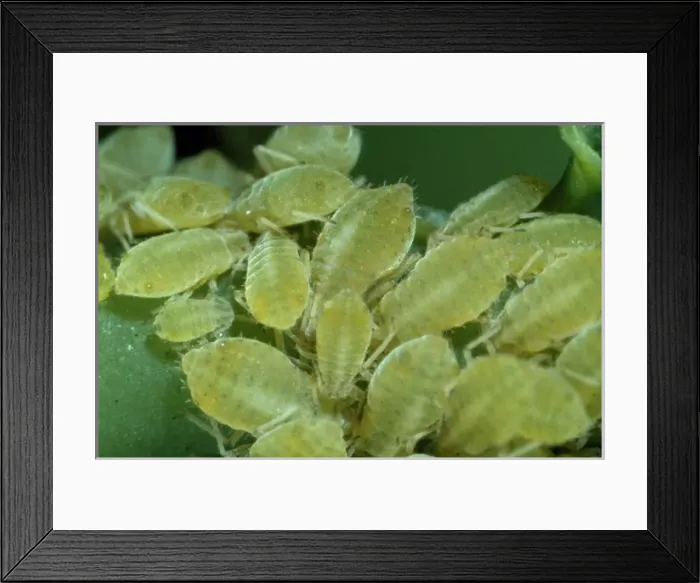 Framed Print : Sipha glyceriae, aphids Framed Print : Sipha glyceriae, aphids