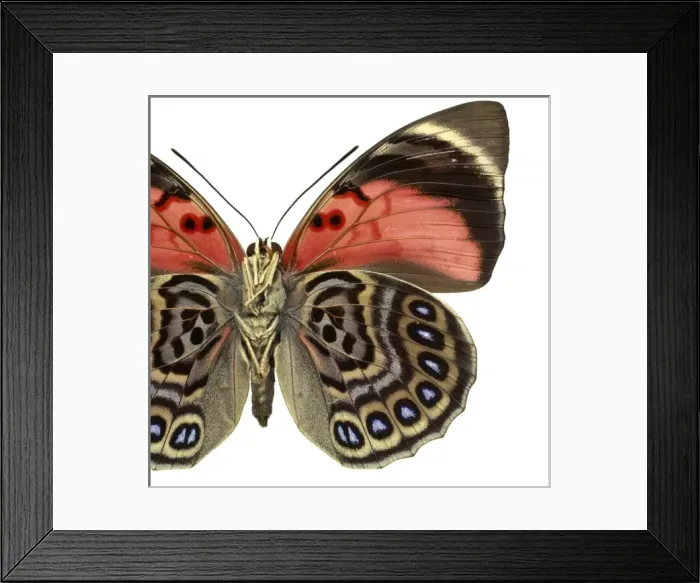 Framed Print : Agrias claudina, butterfly Framed Print : Agrias claudina, butterfly