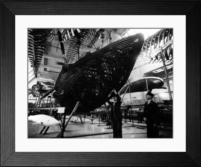 Framed Print : The new Whale hall, 1938 Framed Print : The new Whale hall, 1938