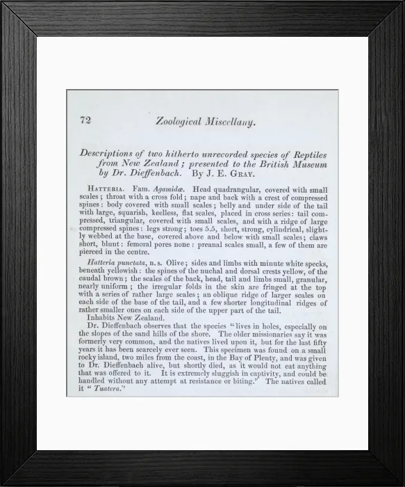 Framed Print : Reptiles from New Zealand Framed Print : Reptiles from New Zealand