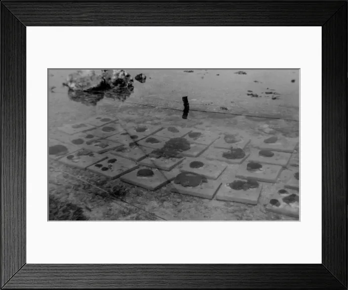 Framed Print : Corals on cement blocks GBR Expedition 1928-1929 Framed Print : Corals on cement blocks GBR Expedition 1928-1929
