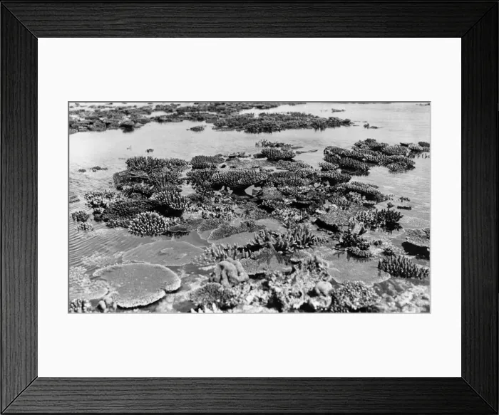 Framed Print : Aerially exposed corals Framed Print : Aerially exposed corals