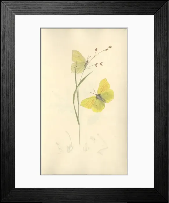 Framed Print : Brimstone by John Curtis (1791 - 1862) Framed Print : Brimstone by John Curtis (1791 - 1862)