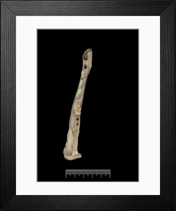 Framed Print : Dusicyon australis, Falkland Islands fox Framed Print : Dusicyon australis, Falkland Islands fox