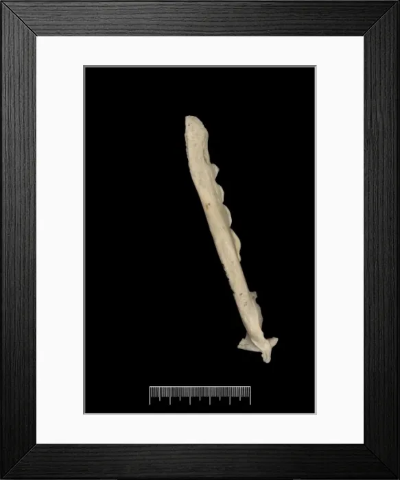 Framed Print : Dusicyon australis, Falkland Islands fox Framed Print : Dusicyon australis, Falkland Islands fox