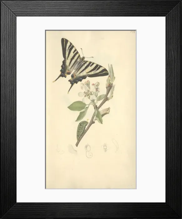 Framed Print : Scarce Swallowtail by John Curtis (1791 - 1862) Framed Print : Scarce Swallowtail by John Curtis (1791 - 1862)