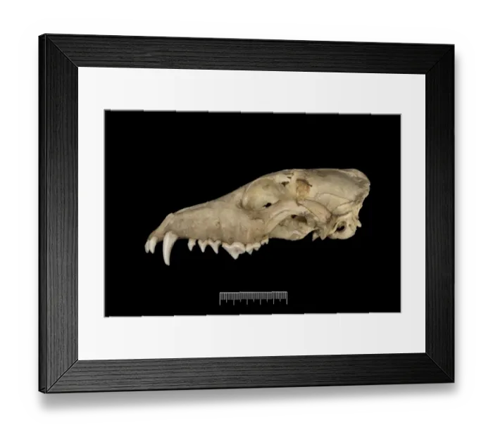 Framed Print : Dusicyon australis, Falkland Islands fox Framed Print : Dusicyon australis, Falkland Islands fox