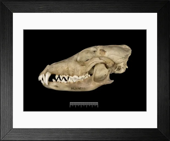 Framed Print : Dusicyon australis, Falkland Islands fox Framed Print : Dusicyon australis, Falkland Islands fox