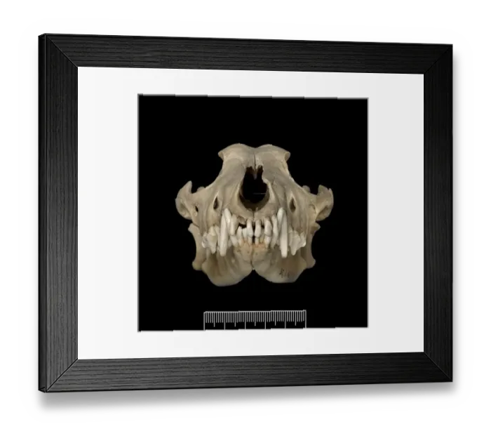 Framed Print : Dusicyon australis, Falkland Islands fox Framed Print : Dusicyon australis, Falkland Islands fox