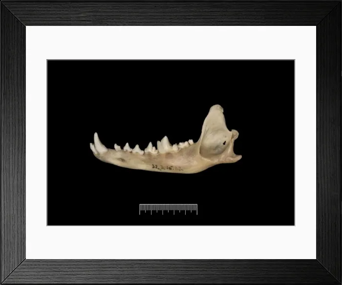 Framed Print : Dusicyon australis, Falkland Islands fox Framed Print : Dusicyon australis, Falkland Islands fox