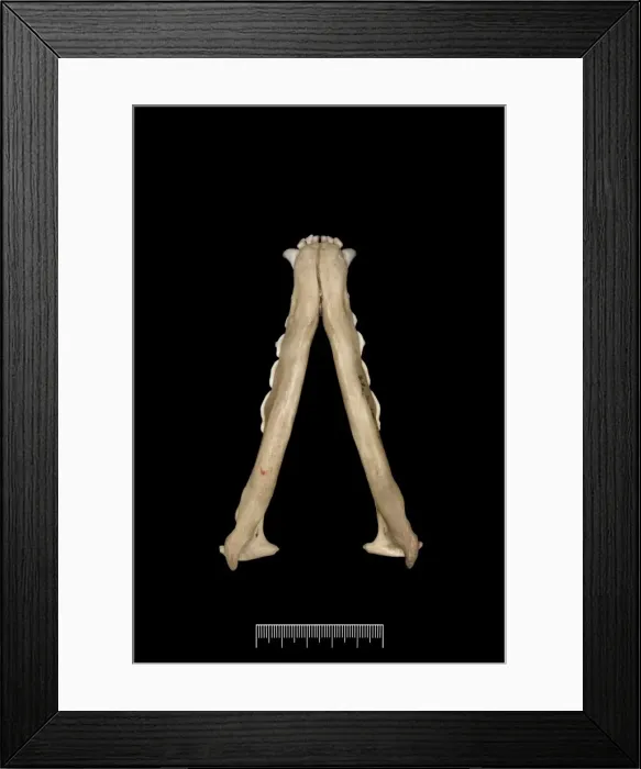 Framed Print : Dusicyon australis, Falkland Islands fox Framed Print : Dusicyon australis, Falkland Islands fox