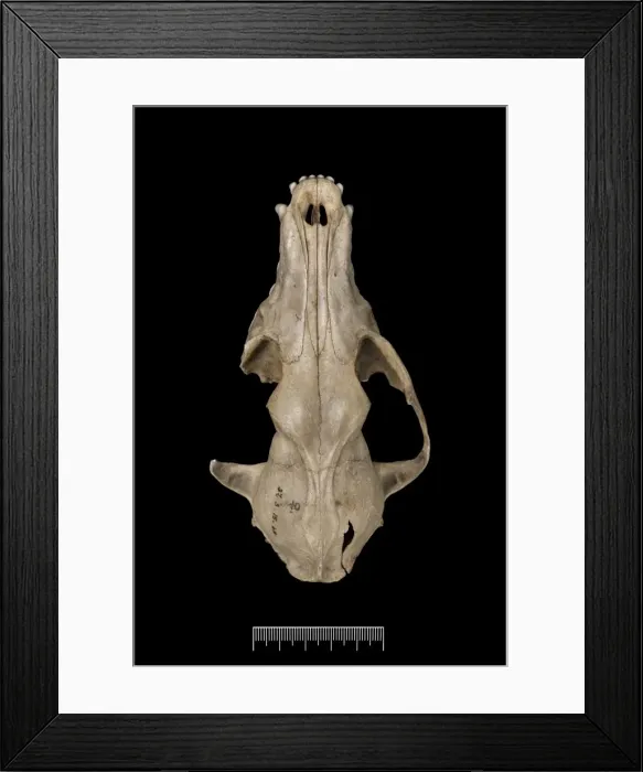 Framed Print : Megalomys luciae, saint lucia giant rice rat (holotype) Framed Print : Megalomys luciae, saint lucia giant rice rat (holotype)