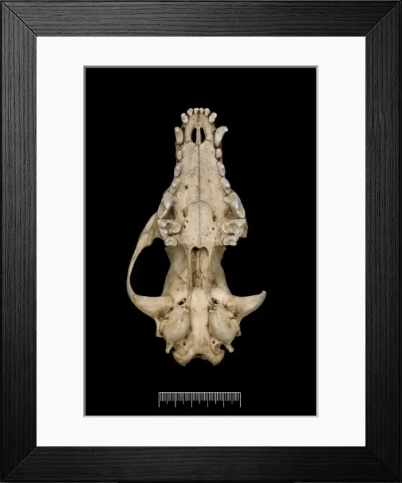 Framed Print : Przewalskium albirostris, white-lipped deer Framed Print : Przewalskium albirostris, white-lipped deer