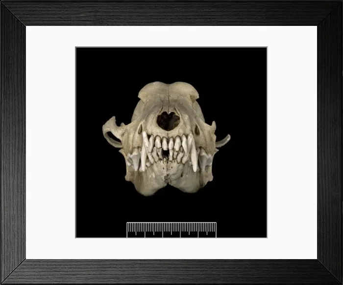 Framed Print : Dusicyon australis, Falkland Islands fox Framed Print : Dusicyon australis, Falkland Islands fox