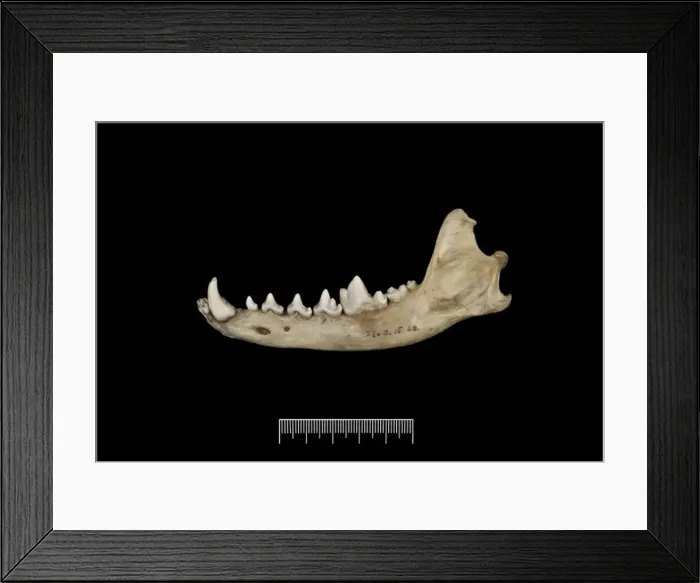 Framed Print : Pantholops hodgsonii, tibetan antelope or chiru Framed Print : Pantholops hodgsonii, tibetan antelope or chiru