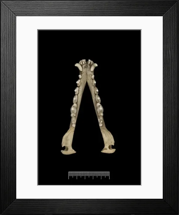 Framed Print : Dusicyon australis, Falkland Islands fox Framed Print : Dusicyon australis, Falkland Islands fox