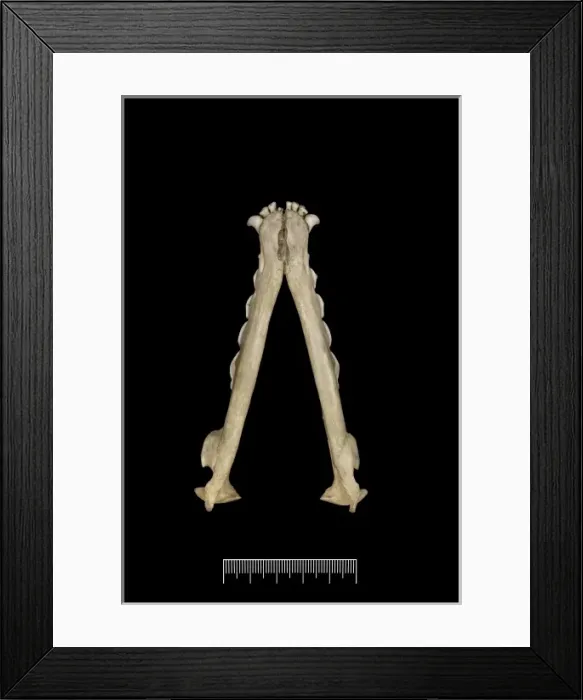 Framed Print : Dusicyon australis, Falkland Islands fox Framed Print : Dusicyon australis, Falkland Islands fox