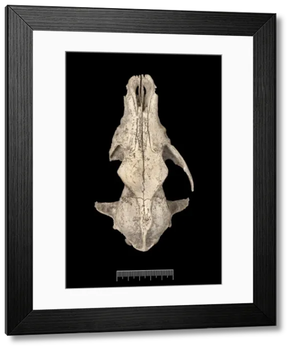 Framed Print : Przewalskium albirostris, white-lipped deer Framed Print : Przewalskium albirostris, white-lipped deer